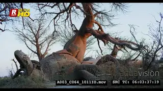 A Scenic-TU shot showing the Baobab tree art shaped truck and branches.