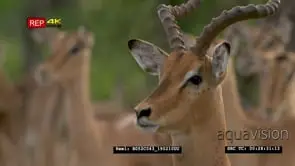 Alert Impala looking at predator CU