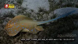 A Close Up shot of a Bluespotted Ribbontail Ray.