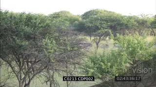 Young male Lions chase after herd of Wildebeest WS FAILS