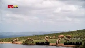 African Elephant Herd Grazing with Calfs WS