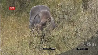 Female Moose standing and grazing WS GENERAL BEHAVIOUR