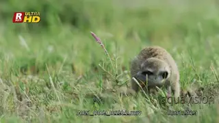 Meerkat feeding on insects and walking out of frame.