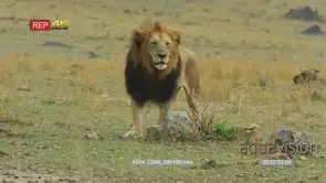 Black-maned lion walking towards camera smelling scent