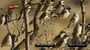 Flock of Social Weavers sitting on the Tree GOOD LIGHT