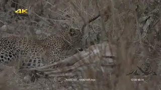 Leopard takes down an Impala with a swift bite while laying down.