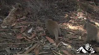 Banded Mongoose gang investigate fleeing African Rock Python on bushveld LS MLS MCU ZI ZO.