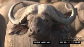 PROFILE Cape Buffalo looking towards camera MS