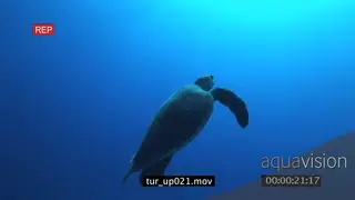 Hawksbill Sea Turtle swimming past camera towards surface UW