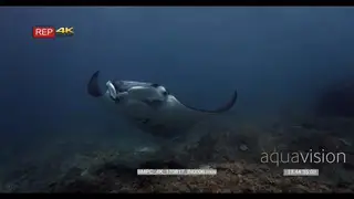 Tracking shot of female manta ray swimming towards camera and floats right above the.