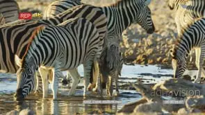 Zebra herd with zebra foal drinking from a watering hole