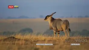 Large eland bull standing and walking away shot from behind