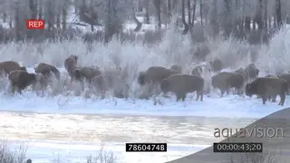 Bison herd standing and grazing on snowy prairie WS PAN