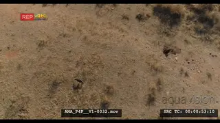 Aerial Drone Southern Ground Hornbills foraging digging in burrow for food