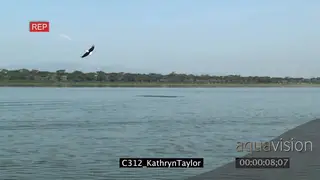 Fish Eagle Flying Catching Prey Slow Motion