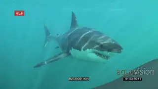 Great white shark gently swimming underwater in ocean passing by a bait line and camera.
