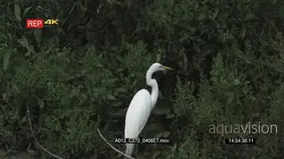 Great Egret looking for nesting material GOOD LIGHT GREEN