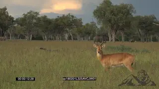 Impala grazing and looking at the camera with a small herd of African Elephant Grazing in.