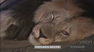 African male lion with injured eye laying down at night
