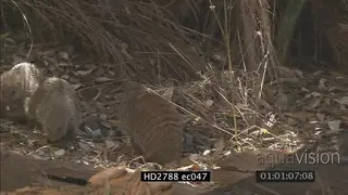 Banded Mongeese walking searching and looking around on bushveld MLS MS ZI ZO PAN