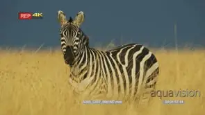 Zebra standing in the grass at dusk looking at camera and grazing