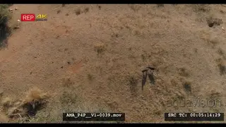 Aerial Drone Southern Ground Hornbill with juvenile foraging general behaviour