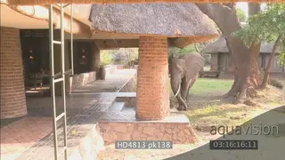 African elephants walking into Mfuwe lodge reception area