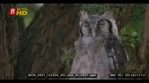 Close up front view shot of a sleeping giant eagle owl