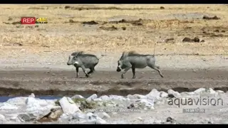 Warthog mother and piglets trotting along the water edge frighten off some white-backed.