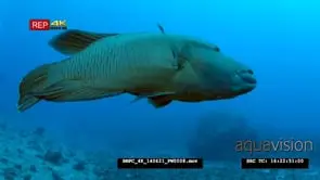 Close up of a Napoleon Wrasse, Humphead Wrasse.