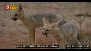 Close up shot of juvenile cape fox chewing a piece of intestine while sibling watches