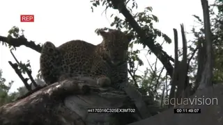 Leopard laying on a dead tree bark looking around for prey RAIN