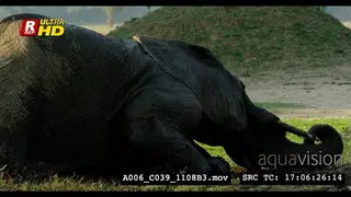 African Elephant laying down, taking a mud bath and digging with its tusks.