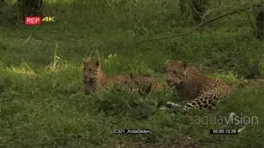 Leopard male and female lying together in forest