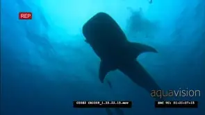 Whale Shark