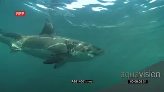 Large Great White Shark underwater passing camera PROFILE