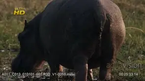Young Hippo back view, standing, walking and sniffing on the ground