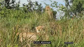 A pair of cheetahs, walking and the other one resting on tall grassland GOOD LIGHT GREEN