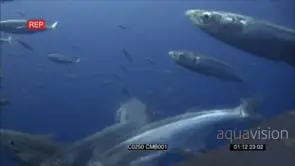 Great White Shark approaching the camera, swimming in Deep blue ocean AmCam UW