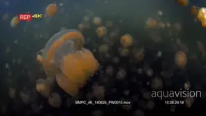 Pulsating Golden Jellyfish,Mastigias papua etpisoni in Jellyfish lake (fifth Lake)on…