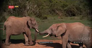 [2] African Elephants Fighting on the Riverbank GOOD LIGHT