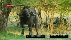 Cape buffalo standing in the bush facing camera
