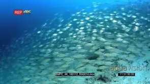 Huge school of scissor-Tailed fusilier, Caerulaurea and shrimp scad, Alepes djedaba…