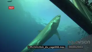 Divers filming a Great White Shark swimming around their cage underwater in ocean MS HAND.