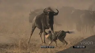 African Wild dog pack surrounding Blue Wildebeest herd stalk chasing attacking trying to.