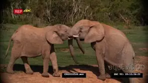 [2] African Elephants Fighting on the Riverbank and Walk off
