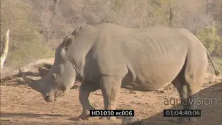 Sole White Rhino laying then standing MLS