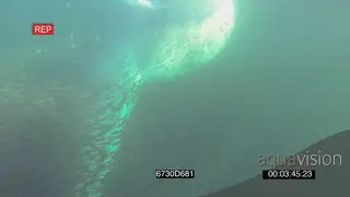 Bryde's Whale feeding through Sardine bait ball UNDERWATER HANDHELD
