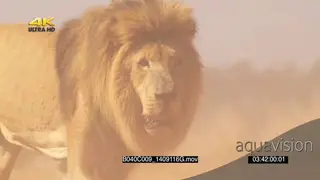 African Male lion running out of frame DRY MS SLOWMO