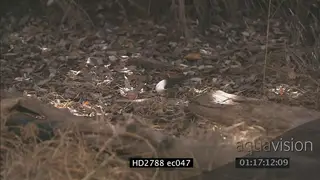 Mozambique Spitting Cobra crawling in bushveld away from camera LS PAN